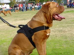 Adjustable Nylon dog harness for dogue de bordeaux