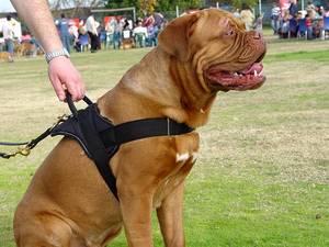 Adjustable Nylon dog harness with handle for dog trainings