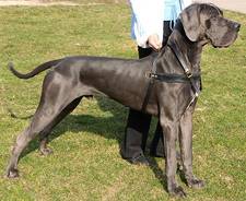 Tracking Pulling dog harness for great dane 