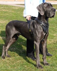 dog harness for great dane 