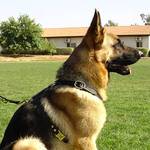 Pulling Tracking dog harness dor german shepherd