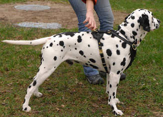 luxury dog harness for dalmatian