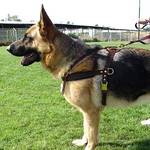 Pulling Tracking dog harness schutzhund training