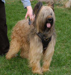 Padded Leather Dog Harness Briard