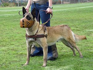 dog training harness for belgian malinois