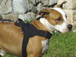 Adjustable Nylon dog harness for amstaff