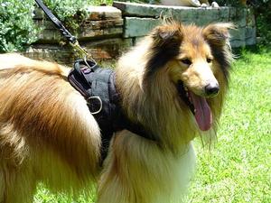 Adjustable Nylon dog harness with handle for collie