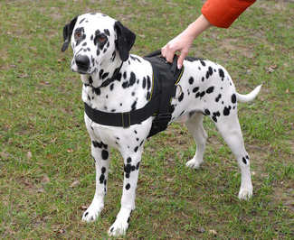 Adjustable Nylon dog harness for dalmatian breed