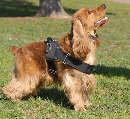 leather dog harness for tracking