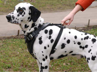 dog harness for dalmatians , walking dog harness