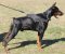 Adjustable Nylon multi-purpose dog harness for tracking/pulling Doberman