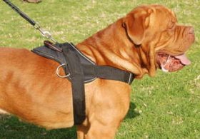 Adjustable Nylon multi-purpose dog harness for tracking/pulling Dogue de