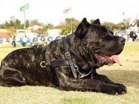 Adjustable Tracking/Pulling Leather Dog Harness- Cane corso harness
