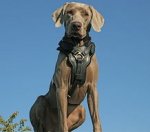 Adjustable Exclusive Handcrafted Padded Leather Dog Harness for Weimaraner