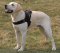 Adjustable Nylon multi-purpose dog harness for tracking/pulling Labrador