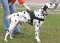 Adjustable Nylon multi-purpose dog harness for tracking/pulling-Dalmatian