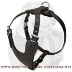 Leather Dog Harness For Active Dogs