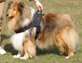 Adjustable Nylon multi-purpose dog harness for tracking/pulling Collie