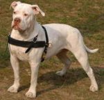 Adjustable Tracking/Pulling Leather Dog Harness- American Bulldog harness