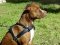 Adjustable Tracking/Pulling Leather Dog Harness- Pitbull harness