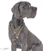 Adjustable Royal Dog Harness - Exclusive Design Studded Leather Harness