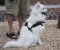 Adjustable Small leather dog harness for American Eskimo
