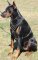 Adjustable Doberman Pinscher Spiked leather Dog Harness