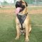 Adjustable Mastiff Leather Dog Harness- Large Harness,Extra Large Harness