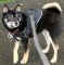 Adjustable Shiba Inu Nylon multi-purpose dog harness