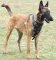 Adjustable Agitation/Protection Leather Dog Harness for Belgian Malinois