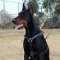 Adjustable Luxury handcrafted dog harness-doberman
