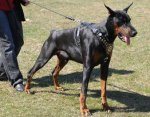 Adjustable Doberman Royal Dog Harness - Exclusive Design Leather Harness