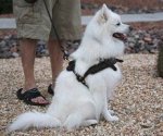 Adjustable Small leather dog harness for American Eskimo