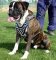 Adjustable Spike Leather Dog Harness for Boxer