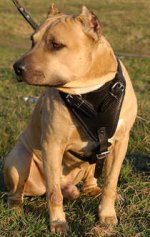 Adjustable Agitation/Protection Leather Dog Harness for Amstaff/terrier