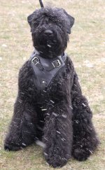 Adjustable Tracking, Сustom Leather Dog Harness for Black Russian Terrier