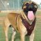 Adjustable Exclusive Luxury Handcrafted Padded Leather Harness-Bullmastiff
