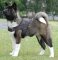 Adjustable Akita Nylon multi-purpose dog harness pulling-Japanese Akita