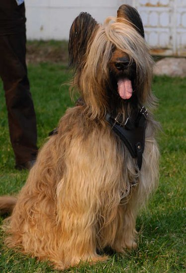 Adjustable Tracking,designer Leather Dog Harness for Briard- best harness
