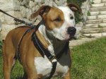 Adjustable Luxury handcrafted dog harness - Amstaff