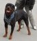 Adjustable Rotty Spiked leather Dog Harness- Deluxe spiked dog harness