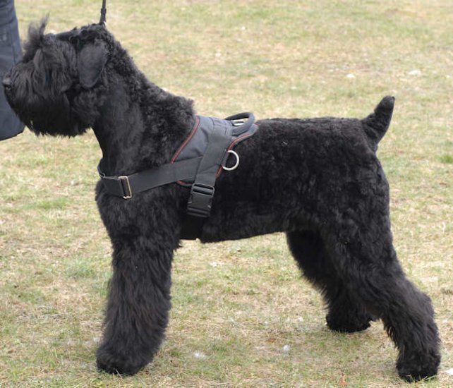 Adjustable Nylon dog harness for Giant Schnauzer , for tracking/pulling