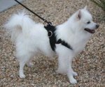 Adjustable Small Nylon multi-purpose dog harness for small breeds