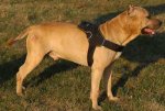 Adjustable Nylon multi-purpose dog harness for tracking / pulling- Amstaff