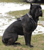 Adjustable Exclusive Luxury Handcrafted Padded Leather Harness cane corso
