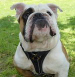 Adjustable Tracking Walking leather dog harness for english bulldog harness