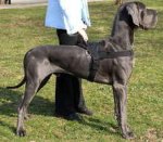 Adjustable Nylon multi-purpose dog harness for tracking/pulling great dane