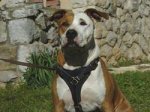 Adjustable Tracking Walking leather dog harness for Amstaff