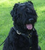 Adjustable Tracking Walking leather dog harness-russian terrier harness