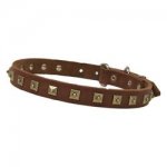 Luxury decorated leather dog collar with attractive brass studs